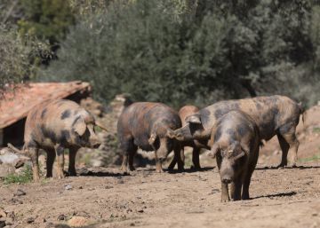 La industria alimentaria española bate récords de producción y exportación La industria alimentaria española bate récords de producción y exportación