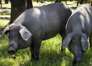 El futuro del ibérico es tecnológico El futuro del ibérico es tecnológico