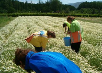 Cómo hacer crecer a la vez plantas ecológicas y trabajadores