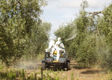 Los productores españoles de aceitunas rechazan las acusaciones de EE UU de competencia desleal Los productores españoles de aceitunas rechazan las acusaciones de EE UU de competencia desleal