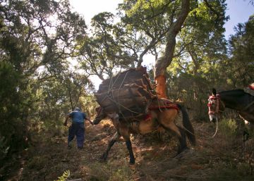 Los cirujanos del corcho Los cirujanos del corcho