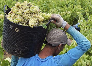 Poco vino, caro y excelente Poco vino, caro y excelente