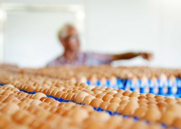 España busca aumentar sus exportaciones por la crisis de los huevos contaminados España busca aumentar sus exportaciones por la crisis de los huevos contaminados