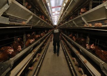 Los huevos españoles esquivan la crisis del pesticida Los huevos españoles esquivan la crisis del pesticida
