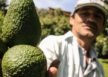 Colombia tiene un objetivo: conquistar el mercado mundial del aguacate Colombia tiene un objetivo: conquistar el mercado mundial del aguacate