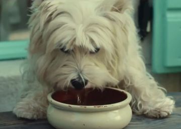 No solo de pienso vive el perro (ni el gato)
