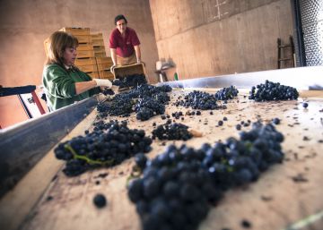 El buen momento del vino español