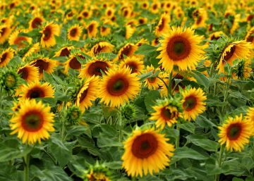 El doble juego del aceite de girasol