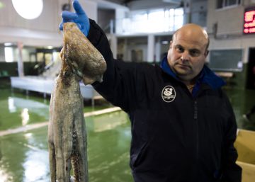 No hay pulpo gallego para tanta ‘pulpeira’