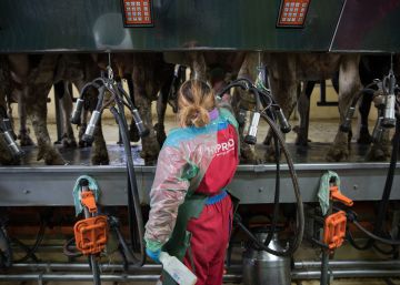 Gaza apuesta por la leche de oveja Gaza apuesta por la leche de oveja