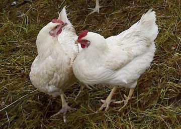 Los huevos camperos se imponen