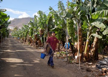 No hay mercado para tanto plátano canario