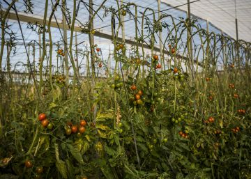 La sequía provoca la diáspora de la huerta murciana