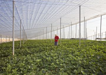 Los amos de la huerta de Europa