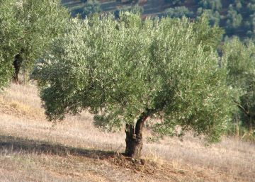 La lluvia en Andalucía hace caer los precios del aceite de oliva