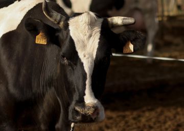El fin de las cuotas no salva a la leche