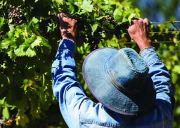El vino más popular de Argentina
