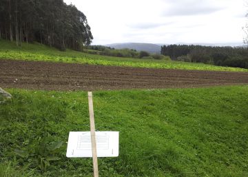 La plaga de la patata avanza imparable en Galicia tres años después de detectarse