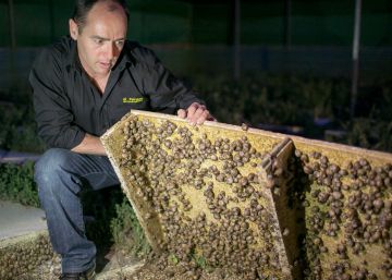 Los caracoles pisan el acelerador en la granja