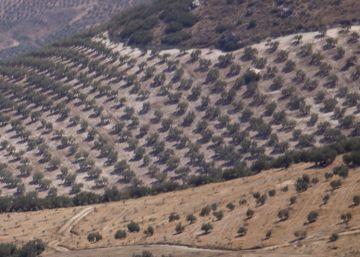 La caída del precio del aceite no acaba de repercutir en los consumidores