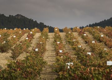 Clones contra el sol que abrasa las uvas