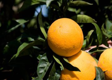 Las naranjas más ‘verdes’ de España