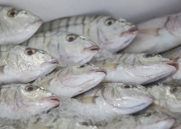 Un tercio de los bancos de peces están sobreexplotados