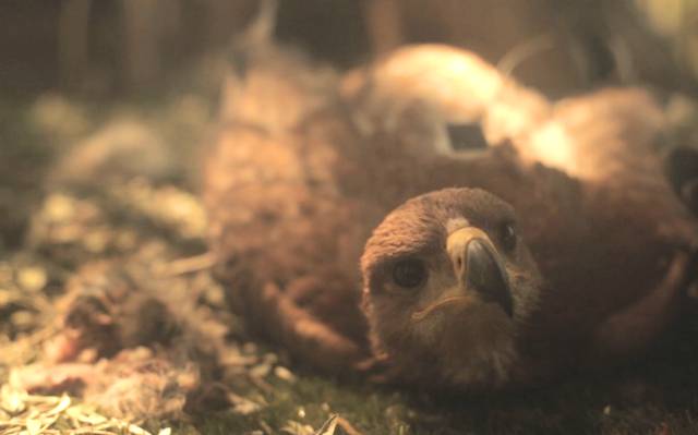 Una de los ejemplares de águila imperial, una especie amenazada.