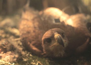 Pájaros, profetas del cambio climático Pájaros, profetas del cambio climático