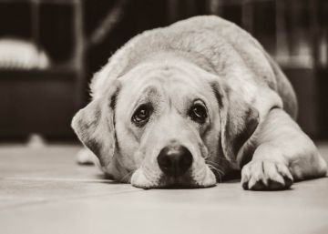 Micromaltratos virales que también padecen las mascotas en el hogar