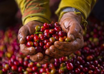 El café colombiano afronta su peor crisis en una década