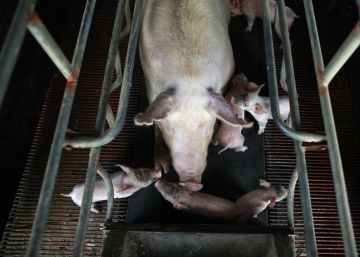 La fiebre porcina amenaza la dieta de los chinos