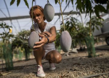 El dulce momento del mango español y su año más explosivo