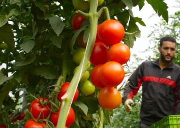 Tomates bío bajo los plásticos de Almería