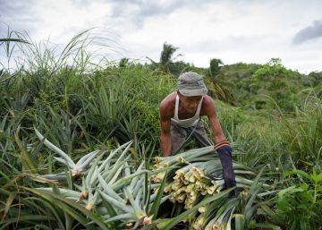 Hojas de piña para vestir a la moda
