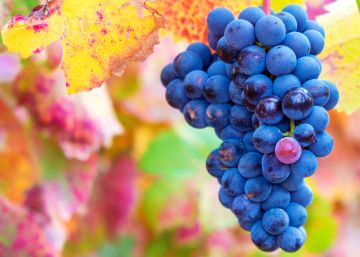 La gran cosecha mundial de vino amenaza las ventas y la rentabilidad de las exportaciones españolas