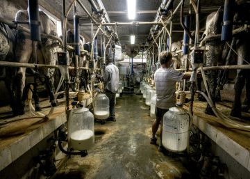 Los ganaderos negocian subir del precio de la leche