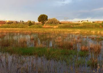 Humedales: una respuesta natural ante el cambio climático