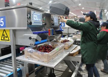 Fiebre en China por las cerezas chilenas