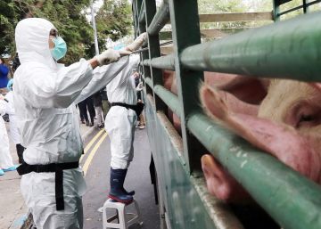 La epidemia de peste porcina se expande en China y dispara la cotización global del cerdo
