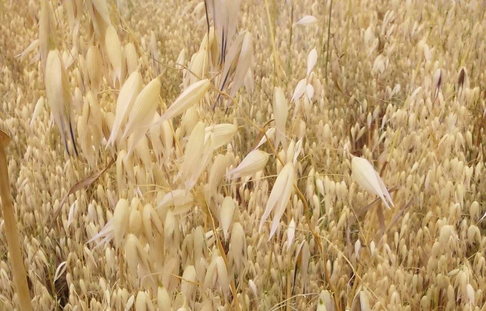 La producción sostenible ha llegado para quedarse porque cuida el entorno, crea puestos de trabajo y mejora la eficiencia en los procesos de elaboración.