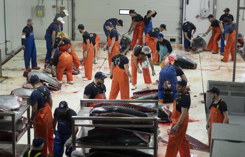 Unos empleados en la sala de despiece o ronqueo de la empresa Frialba.
