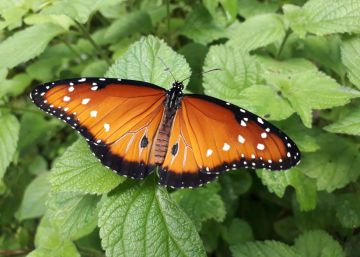 Borboleta tipo exportação: a nova mina de ouro da Costa Rica