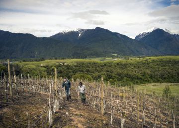 El vino chileno quiere jugar en primera división
