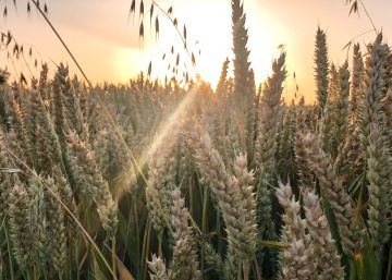 La sequía afecta ya a un millón de hectáreas de cereal y amenaza a olivares y viñedos