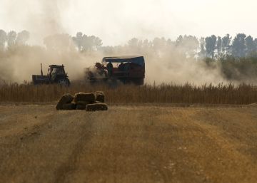 El precio de la patata se dispara en España ante la escasez de producción en Europa