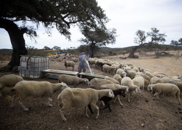 La sequía pone a dieta al ganado ecológico