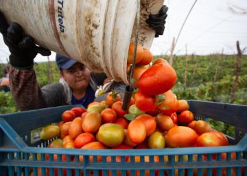 EE UU llega a un acuerdo con México para levantar los aranceles sobre el tomate