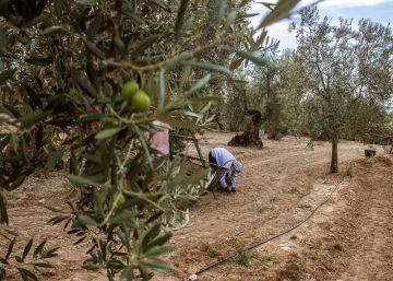 Los agricultores advierten de que los aranceles lastrarán la competitividad