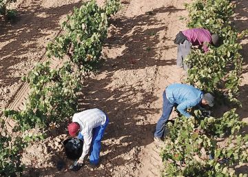 Ribera del Duero producirá vinos blancos por primera vez en su historia
